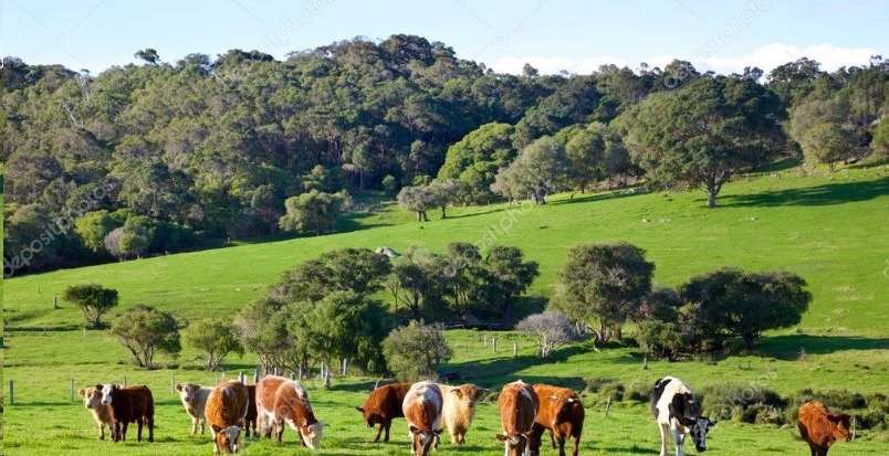 Southern Ocean Beef